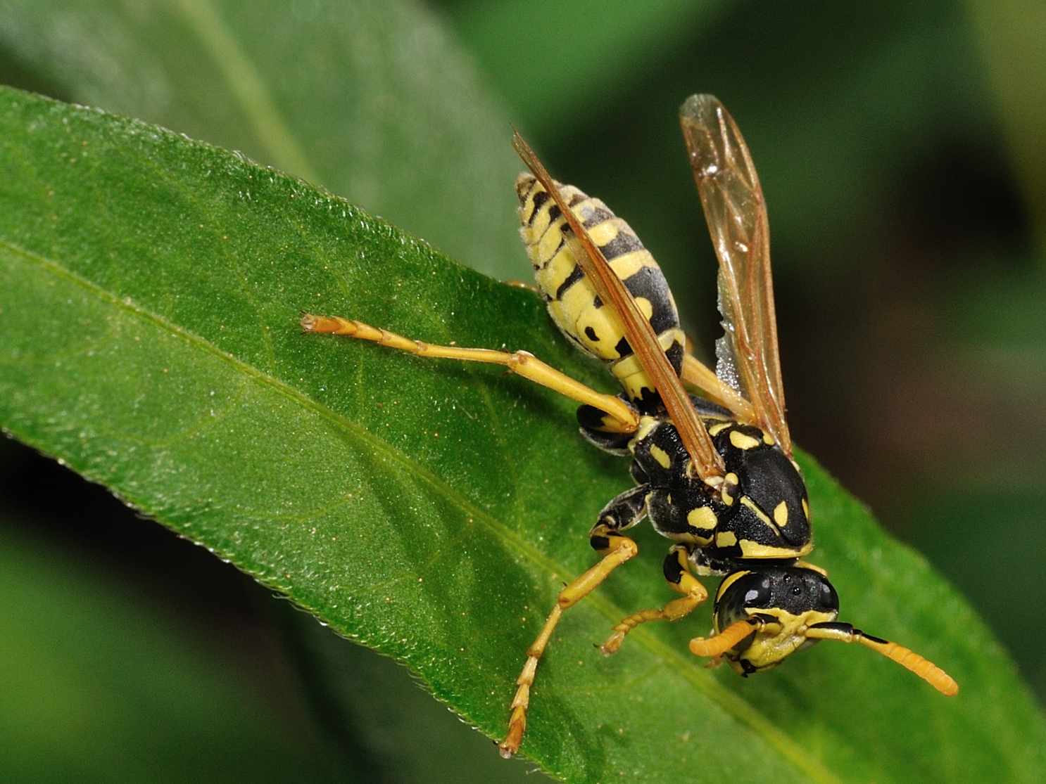 Polistes sp.